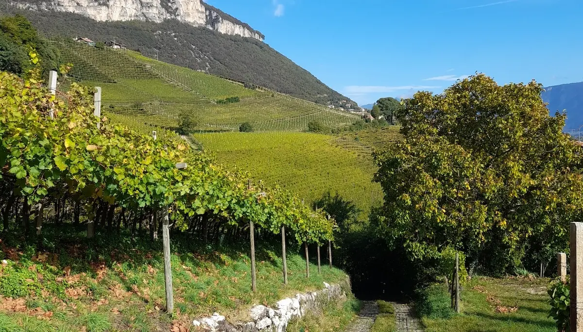 Weinlehrpfad | © Matthias Bischoff