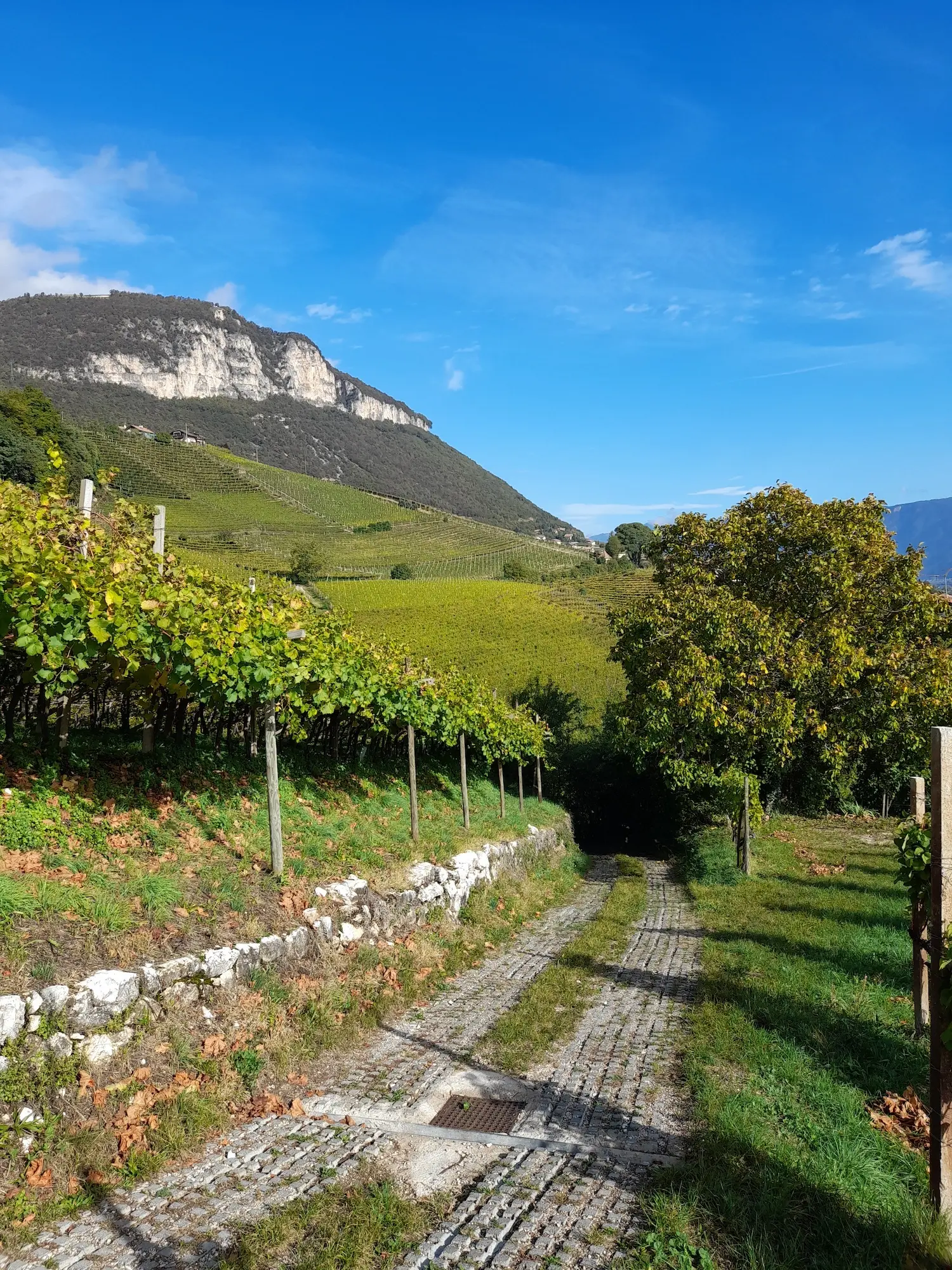Weinlehrpfad | © Matthias Bischoff