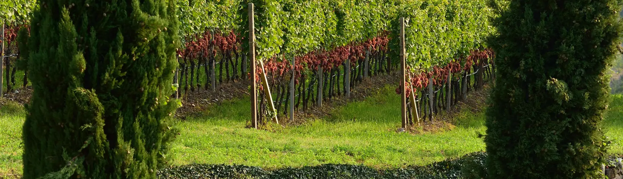 Weinlehrpfad Kurtatsch | © Tourismusgenossenschaft Südtirols Süden