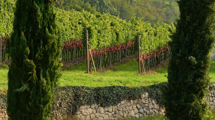 Weinlehrpfad Kurtatsch | © Tourismusgenossenschaft Südtirols Süden