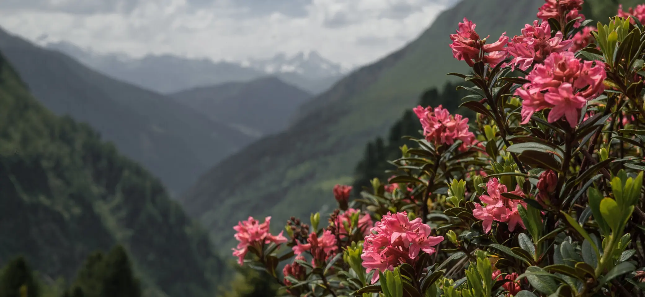 Alpenrose | © DAV/Marcel Dambon