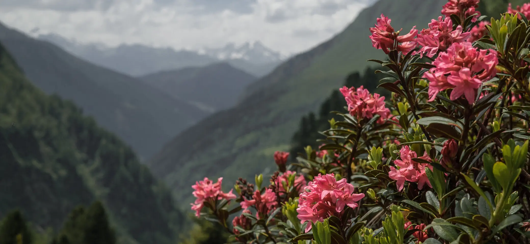 Pflanzen in den Bergen nahe der Geraerhütte: Alpenrose | © DAV/Marcel Dambon